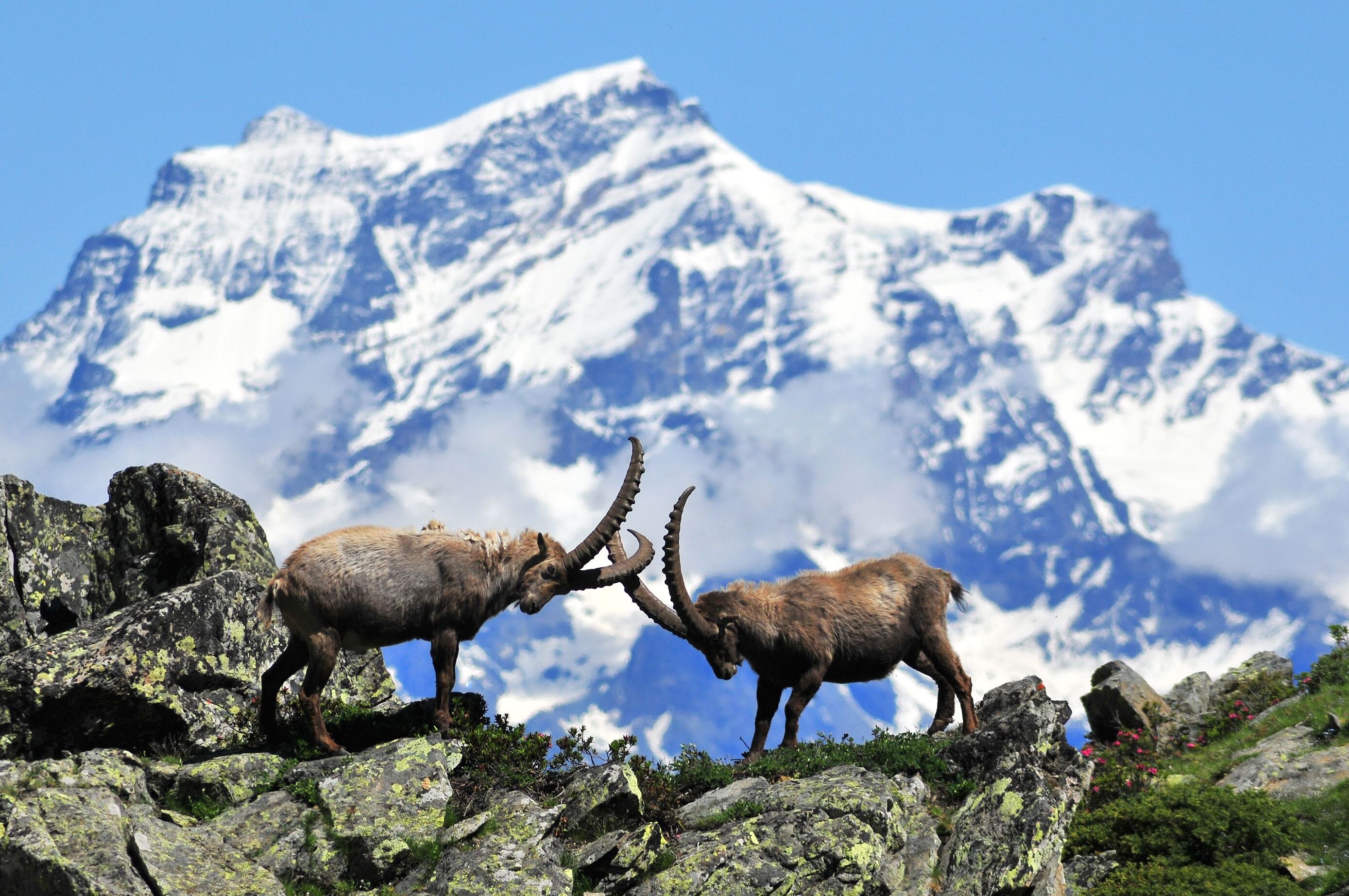 Gran Paradise Þjóðgarðurinn - Gran Paradiso | Secret World Trip Planner