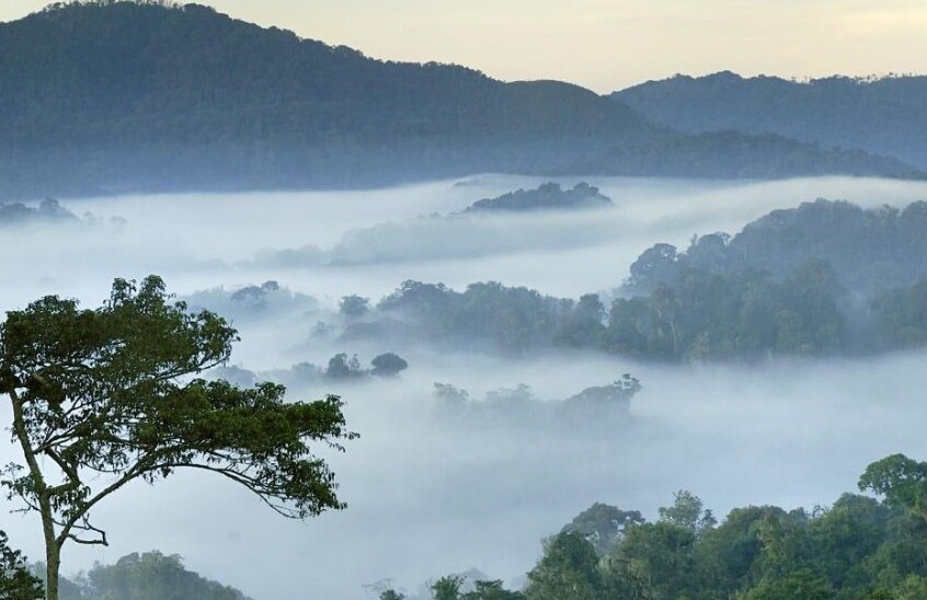 Parque Nacional de Nyungwe Rwanda - Rusizi | Secret World Trip Planner