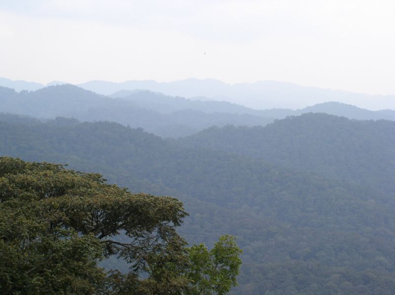 Parque Nacional de Nyungwe Rwanda - Rusizi | Secret World Trip Planner