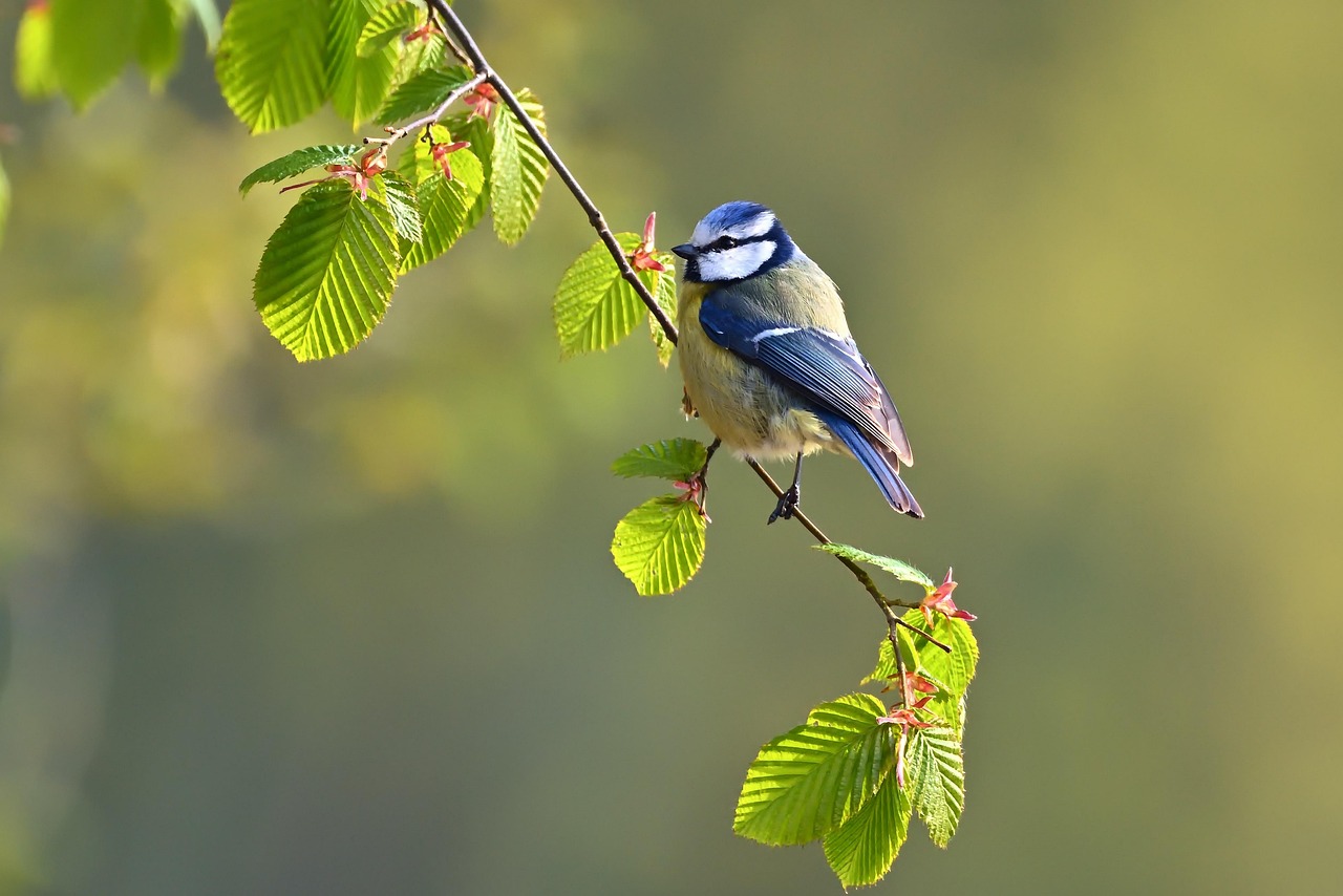 Somiedo Nature Park, a mountain wildlife haven - Asturias | Secret World Trip Planner