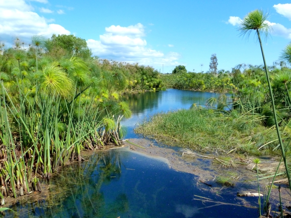 Papirus Egipta i Sicilije - Siracusa | Secret World Trip Planner