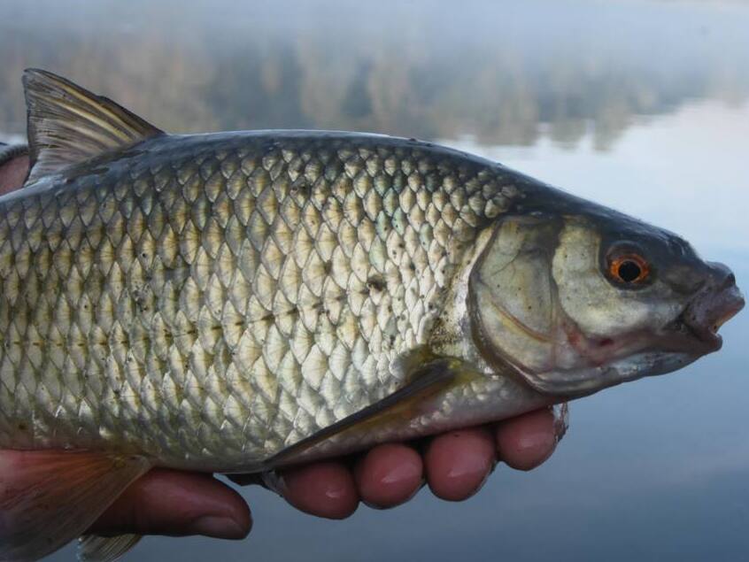 Pez Pigo, una delicadeza del lago - Lecco | Secret World Trip Planner
