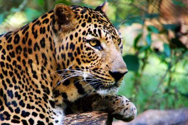 Parc national de Galway's Land — නුවරඑළිය
