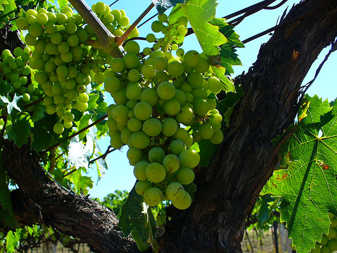 Wein Trebbiano d'Abruzzo Doc - Abruzzo | Secret World Trip Planner
