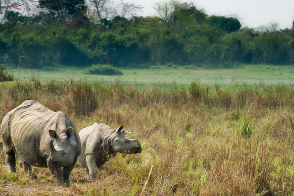El Parque Nacional de Kaziranga y el rinoceronte cornudo - Kanchanjuri | Secret World Trip Planner