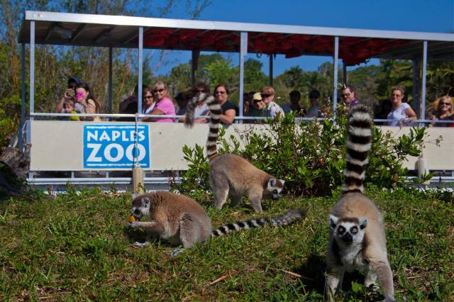 Jardim Zoológico de Nápoles nos Jardins das Caraíbas - Naples | Secret World Trip Planner