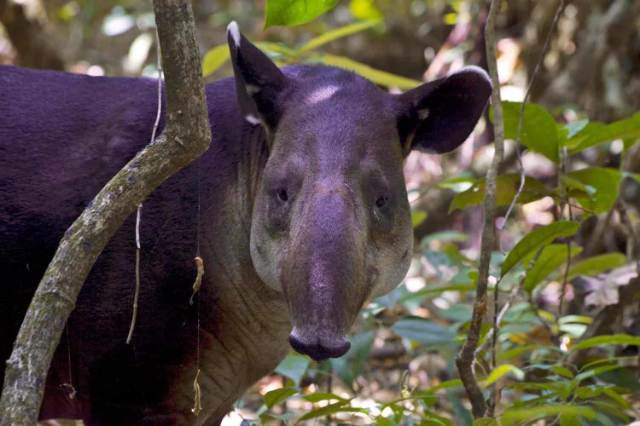Corcovado-Nationalpark - Los Patos Sirena Trail | Secret World Trip Planner