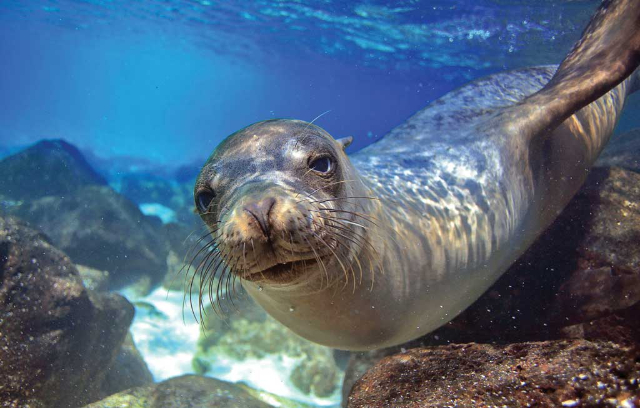 Parque Nacional Marino de Alonnisos y Espóradas del Norte - Alonnisos | Secret World Trip Planner