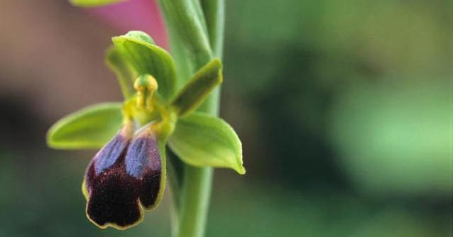 ਸਾਸਾਨੋ ਦੇ ਆਰਚਿਡਜ਼ ਦੀ ਘਾਟੀ - Sassano | Secret World Trip Planner