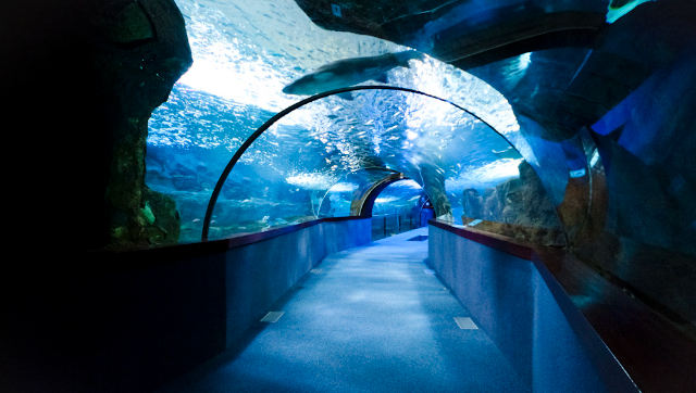 Thủy cung Thánh Sebastian - Donostia | Secret World Trip Planner