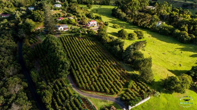 St. Helena Kaffee - Jamestown | Secret World Trip Planner