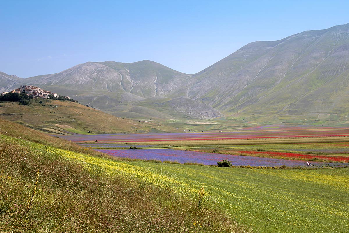 A floración de Castelluccio - Castelluccio | Secret World Trip Planner