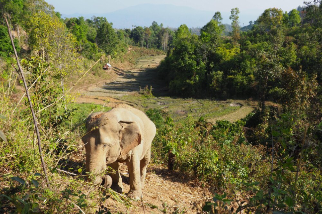 Паноҳгоҳи филҳои ЧангЧилл - Tambon Mae Win | Secret World Trip Planner