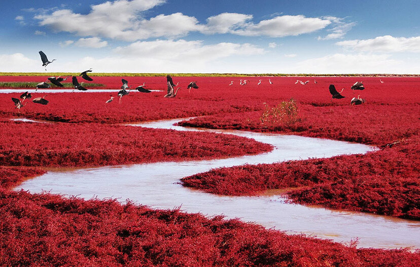La increíble Playa Roja en Panjin, China - Panjin | Secret World Trip Planner