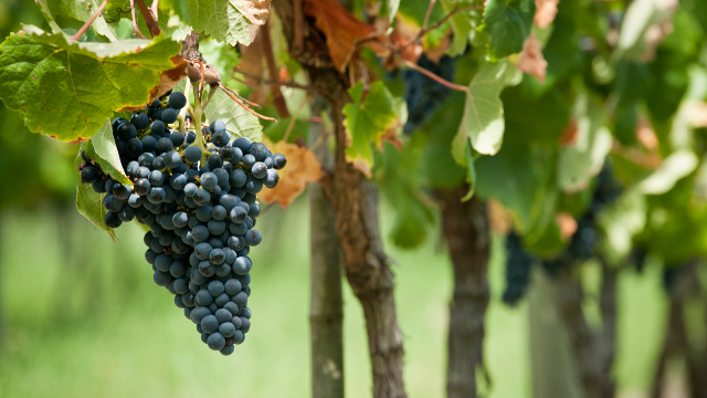 ¡Disfrute de un buen vino! - Montevideo Department | Secret World Trip Planner