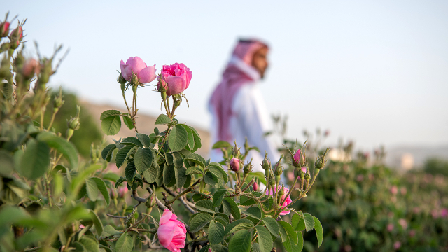 Campos de rosas de Taif - Taif | Secret World Trip Planner