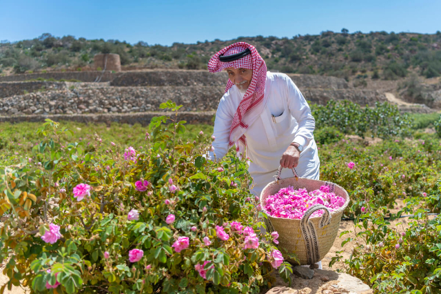 Campos de rosas de Taif - Taif | Secret World Trip Planner