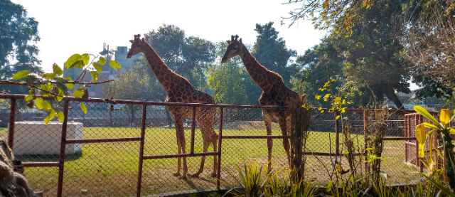 Lahore Zoo - Lahore | Secret World Trip Planner