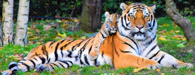 El mayor zoo del mundo — Asheboro