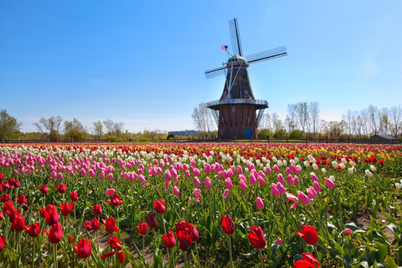 Festival des tulipes - Holland | Secret World Trip Planner