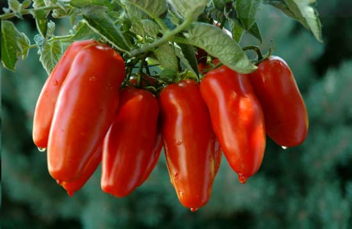 San Marzano - Kralj rajčica - Sarno | Secret World Trip Planner