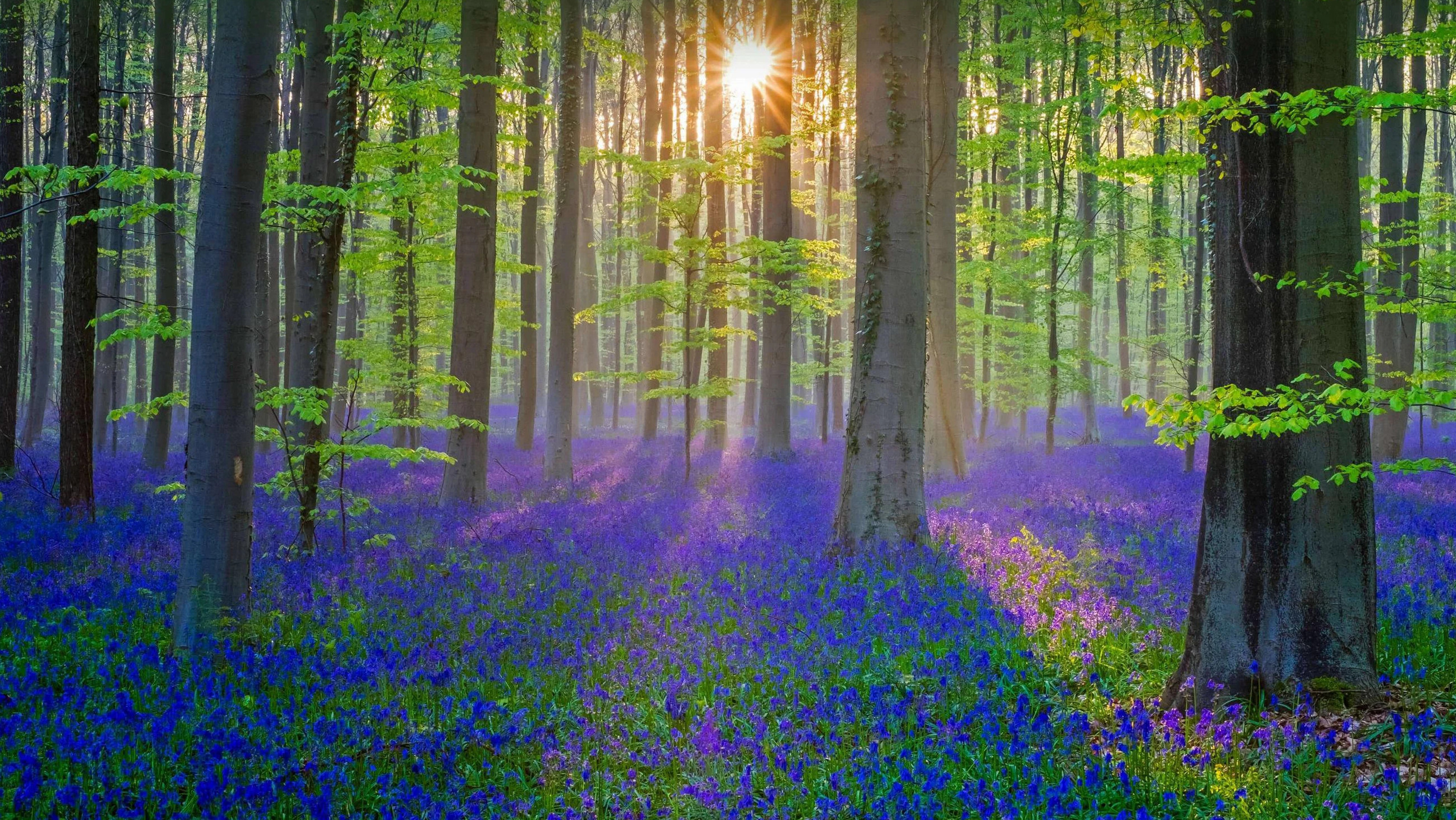 Hallerbos, az erdő, amely kékre vált - Halle | Secret World Trip Planner