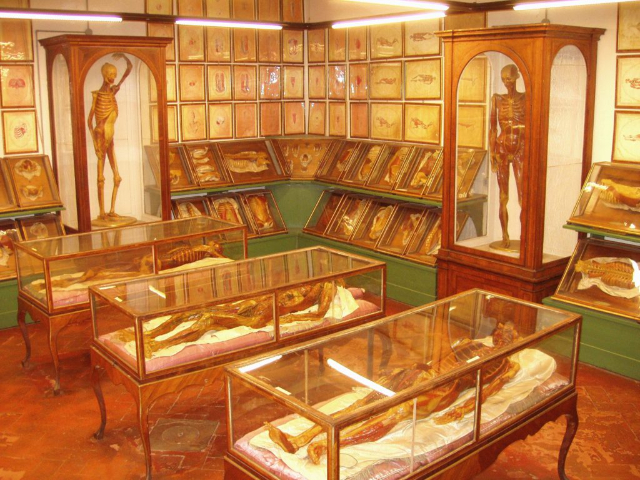 Anatomski muzej voščenih lutk - Cagliari | Secret World Trip Planner
