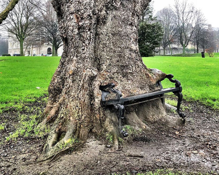 Dublin | The Hungry Tree - Dublin | Secret World Trip Planner
