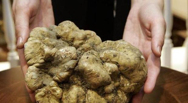 Weiße Trüffel von Ceppaloni - Ceppaloni | Secret World Trip Planner