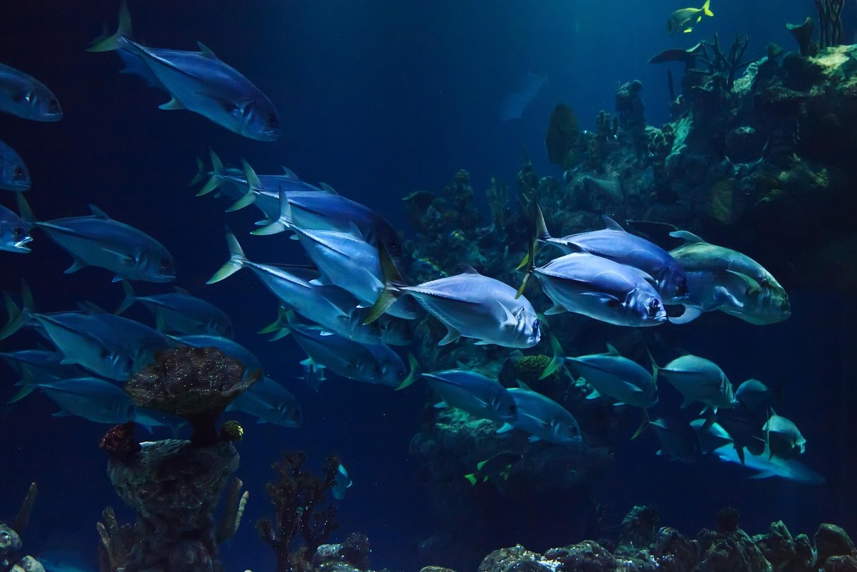 El Acuario Nacional - Baltimora | Secret World Trip Planner