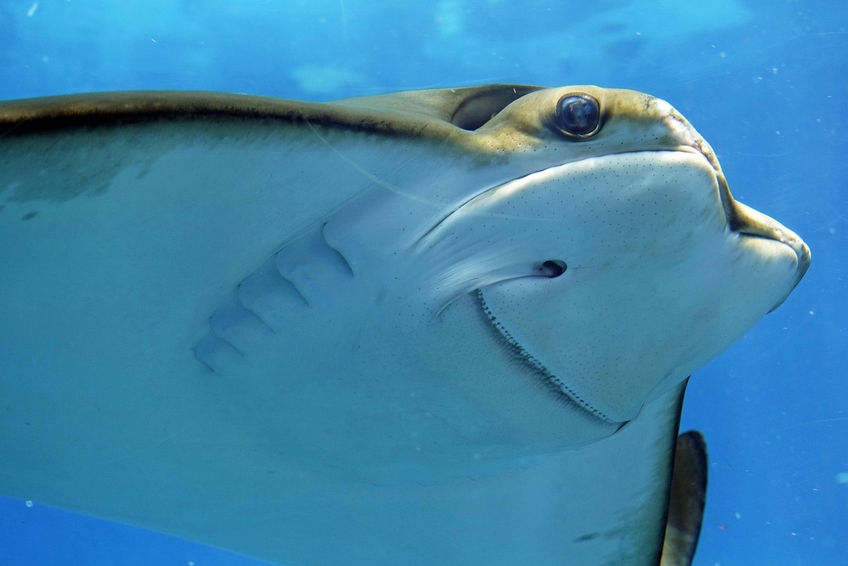 El Acuario Nacional - Baltimora | Secret World Trip Planner