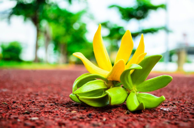 Essences d'ylang-ylang - Nosy Be | Secret World Trip Planner