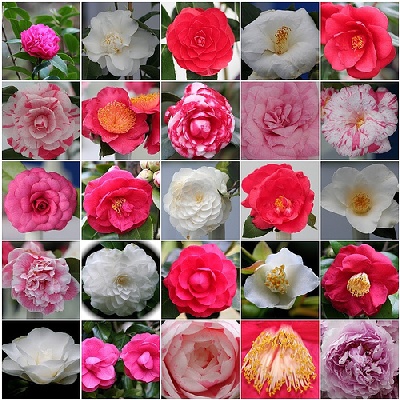 Antica Chiusa Borrini idir an tae agus álainn camellias - Capannori | Secret World Trip Planner