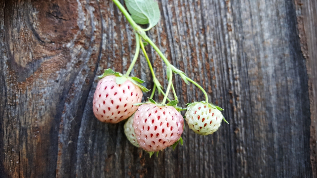 La fraise blanche du Chili - Contulmo | Secret World Trip Planner