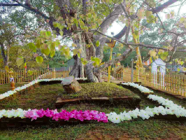 જય શ્રી મહા બોધિ - Distretto di Anuradhapura | Secret World Trip Planner