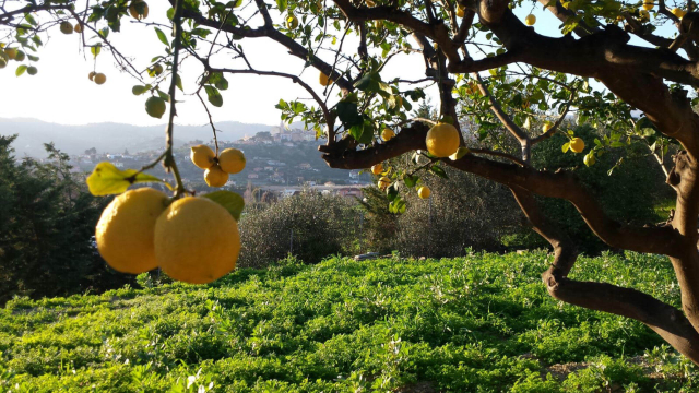 Citrony Ventimiglia - Ventimiglia | Secret World Trip Planner