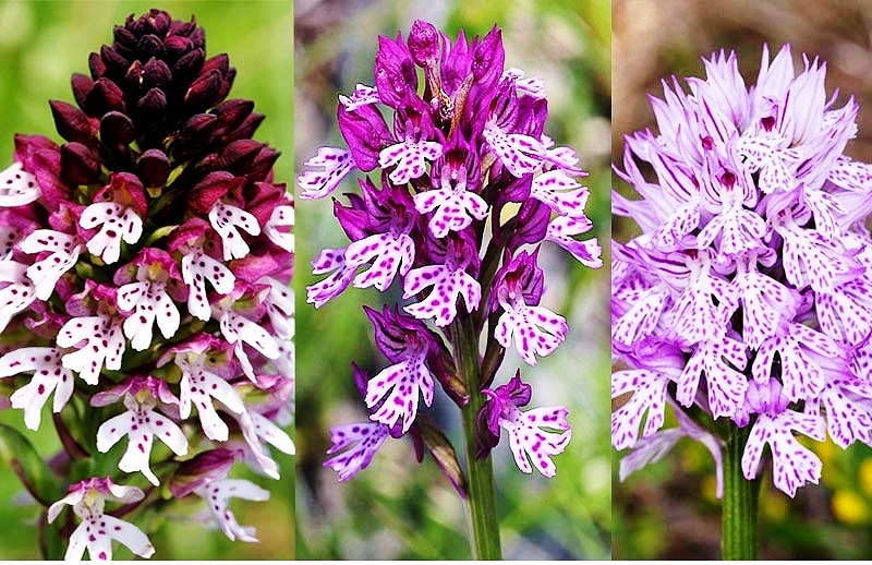 La vallée des orchidées de Sassano - Sassano | Secret World Trip Planner