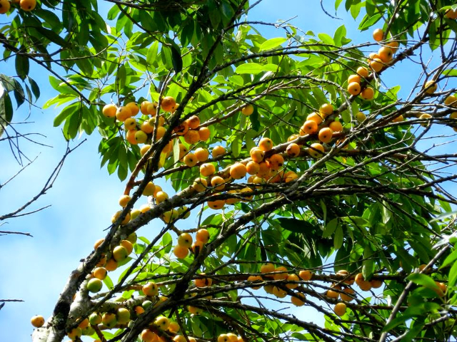 Cambuca - Ilhabela | Secret World Trip Planner