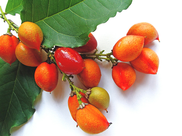 Peanut Butter Fruit — Belém