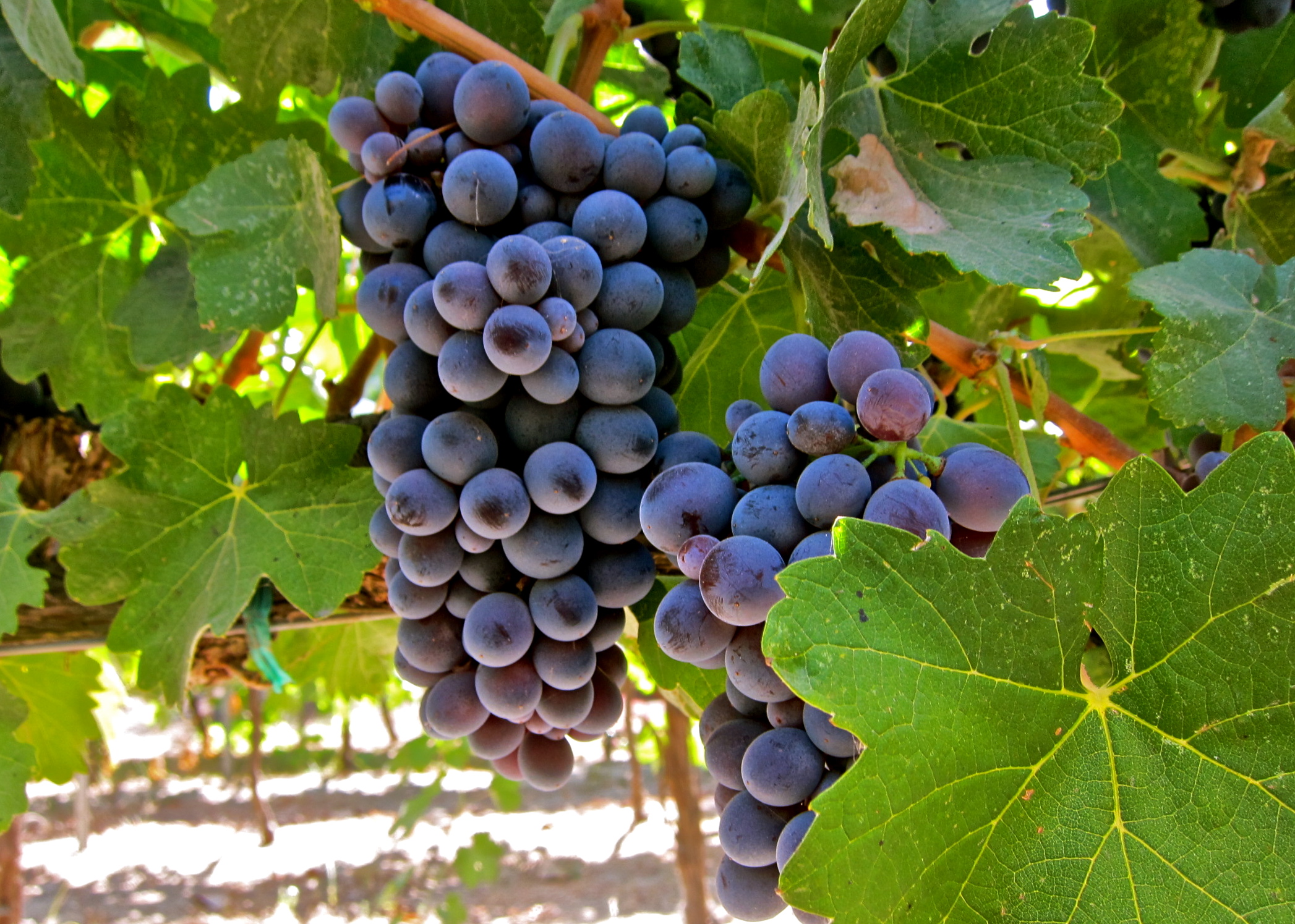 Wain Terbaik Dunia | Barbera d'Alba doc - 12051 Alba CN | Secret World Trip Planner