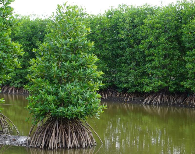 Nara Mangrove Garten - Negombo | Secret World Trip Planner