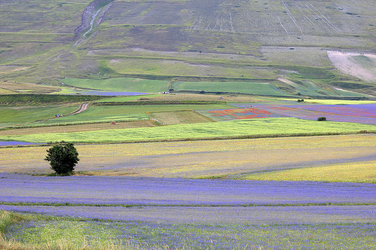 Η άνθιση του Castelluccio - Castelluccio | Secret World Trip Planner