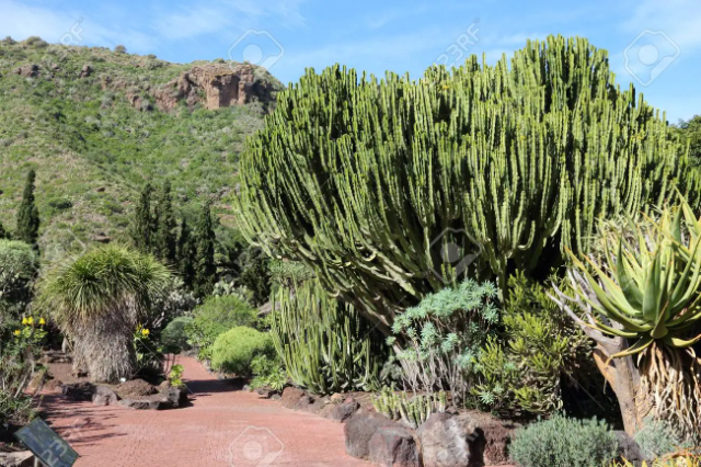 Jardín Votániño Sanário Viéra y Lavijo - Las Palmas de Gran Canaria | Secret World Trip Planner