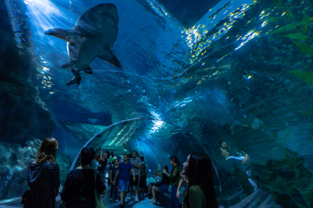 Sea Life Bangkok Okyanus Dünyası - Khet Pathum Wan | Secret World Trip Planner