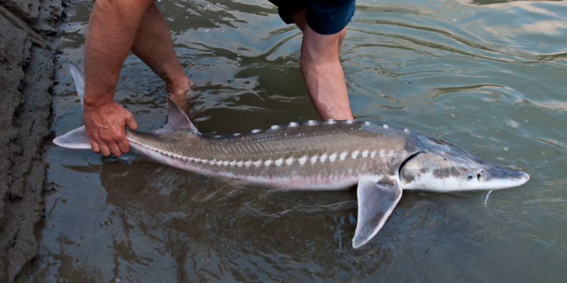 Russisk Stør - Mosca | Secret World Trip Planner