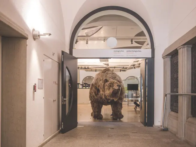 Museo Zoologico dell'Università di Zurigo - Zürich | Secret World Trip Planner