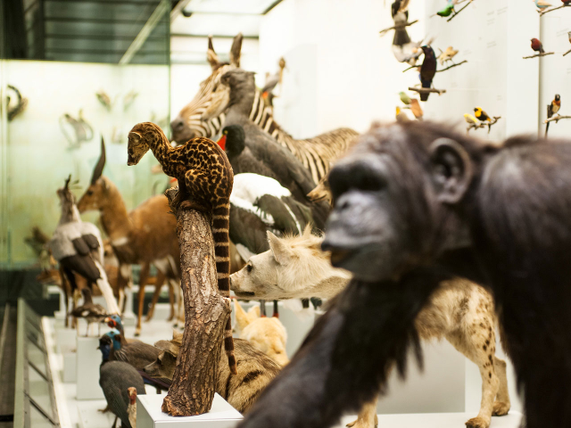 Museo Zoologico dell'Università di Zurigo - Zürich | Secret World Trip Planner