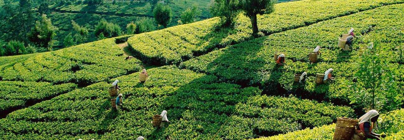 La plantación de té de Kolukkumalai en Munnar — Munnar