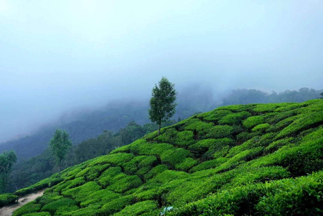 La plantación de té de Kolukkumalai en Munnar - Munnar | Secret World Trip Planner