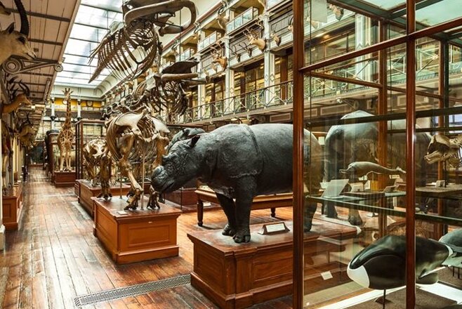 The Dead Zoo, the Natural History museum of Ireland - Dublin 2 | Secret World Trip Planner